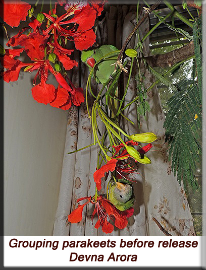 Devna Arora - Grouping parakeets before release